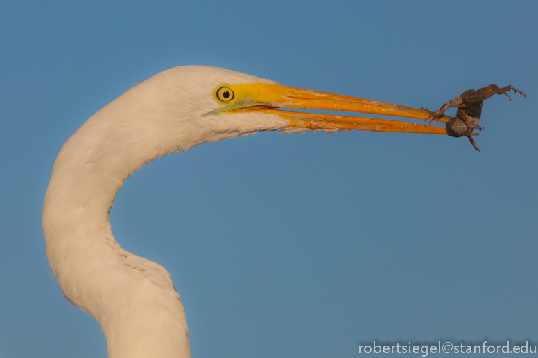 egret with lizard